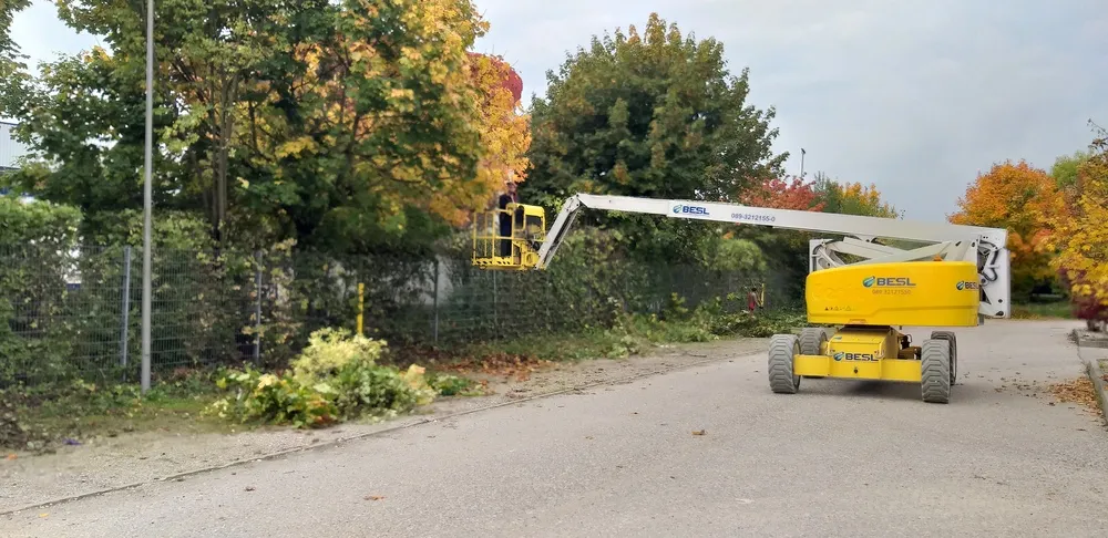 YY Dienstleistungen - Beschneiden von Bäumen am Straßenrand